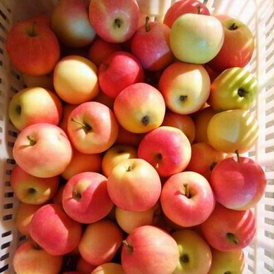gala apple