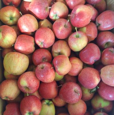 red star apple
