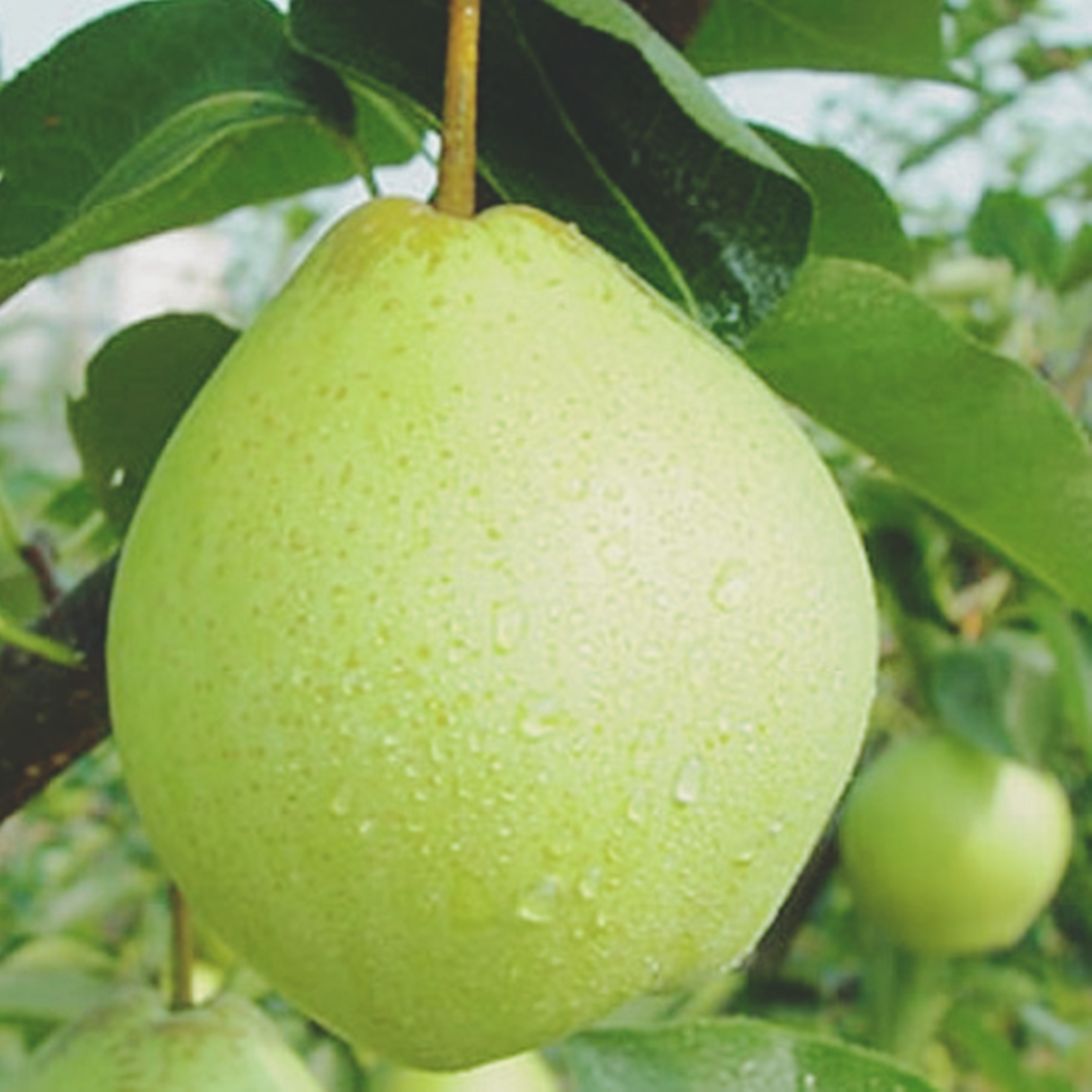 Shandong pear